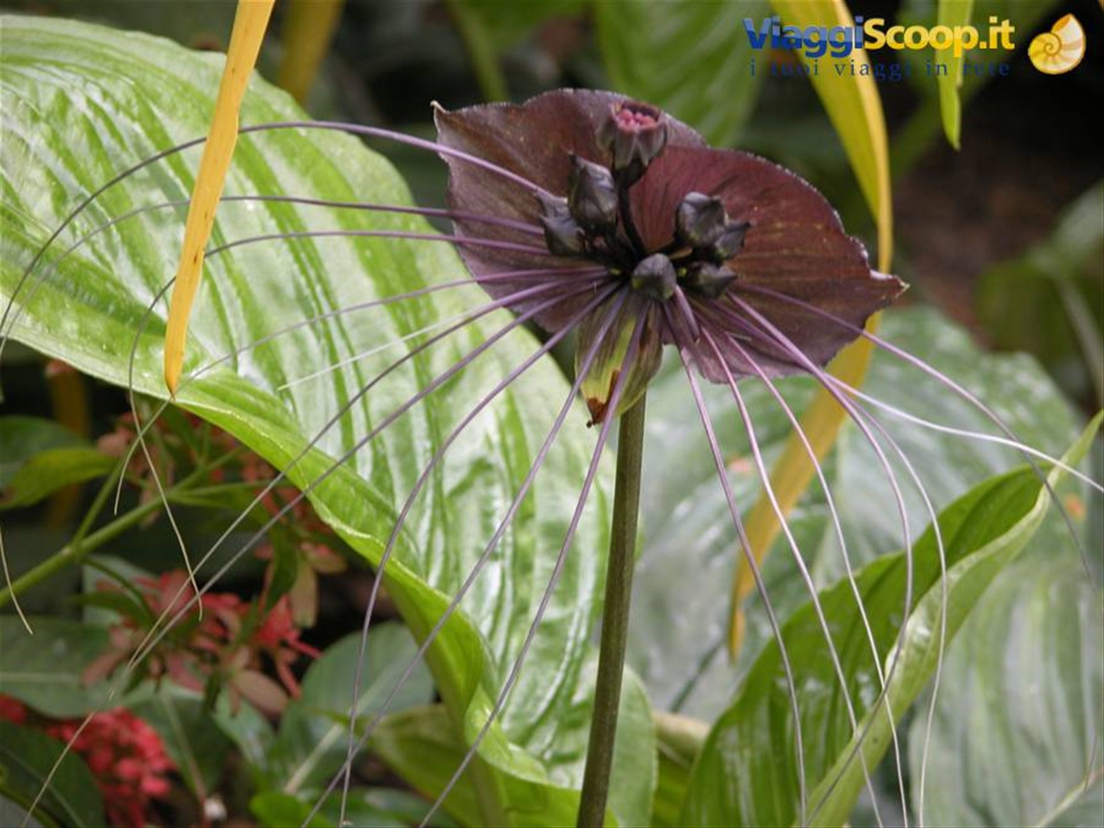 Orchidea nera