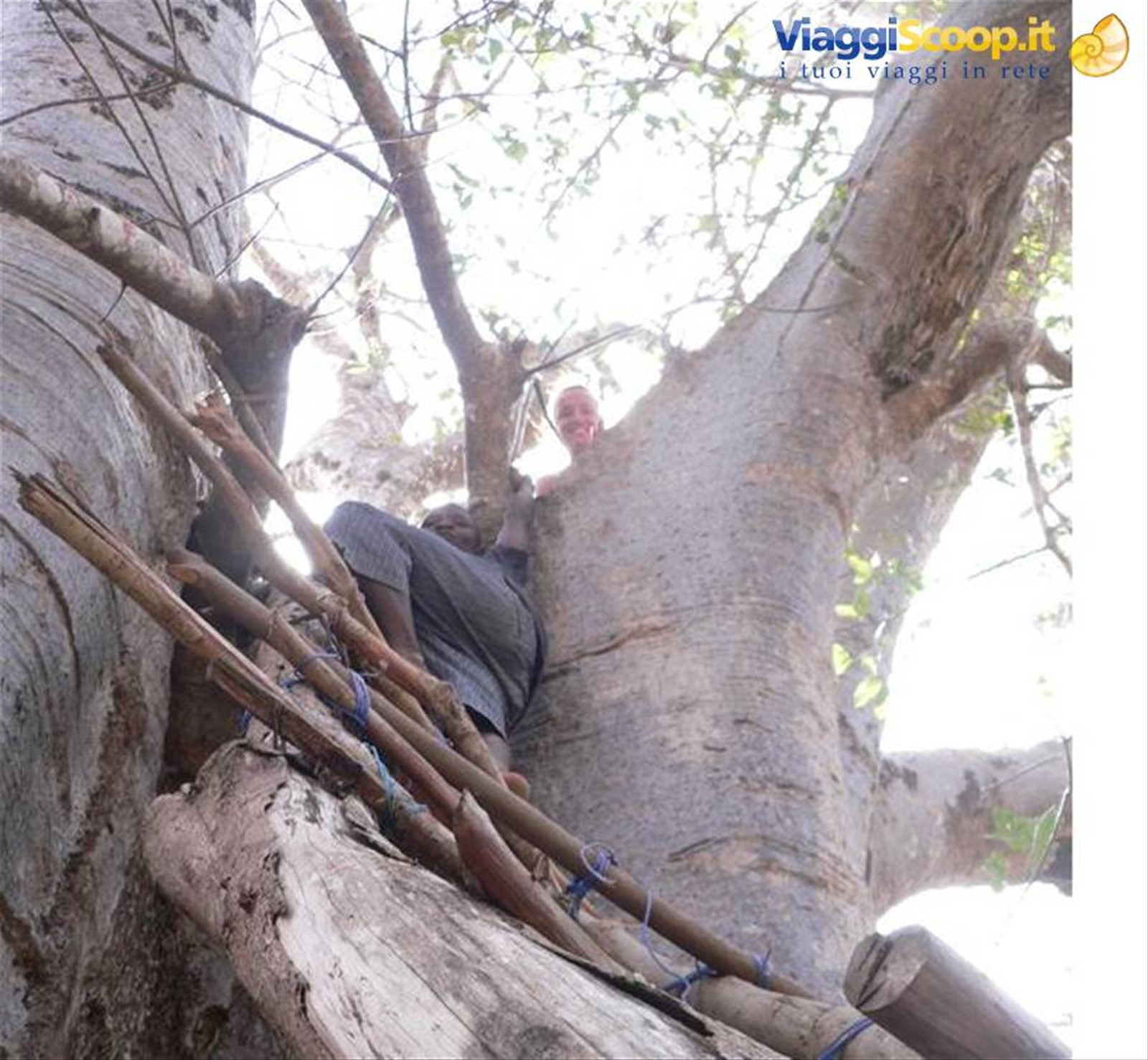 sul grande Baobab