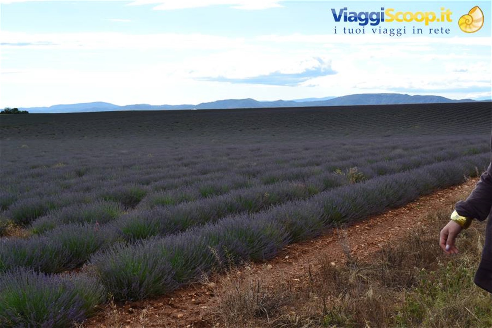 Finalmente Lavanda!