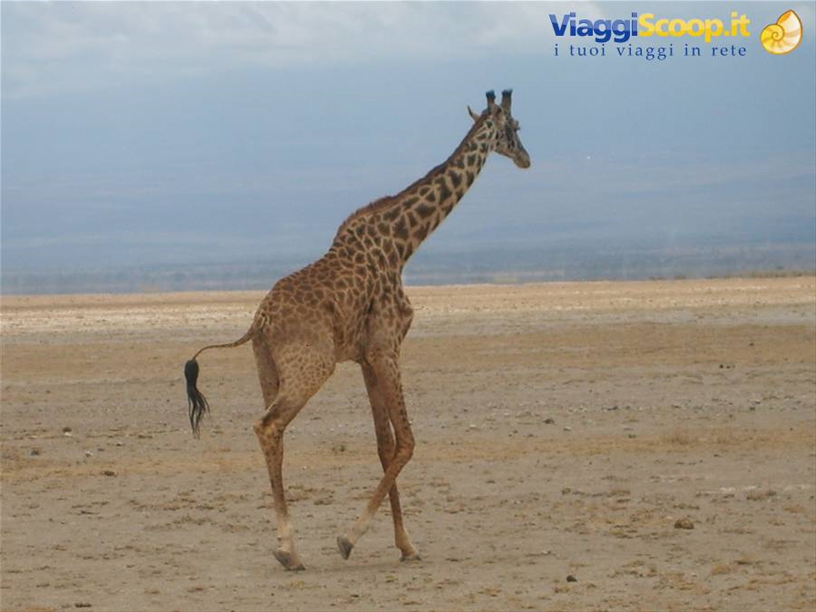 Incantevole Kenya