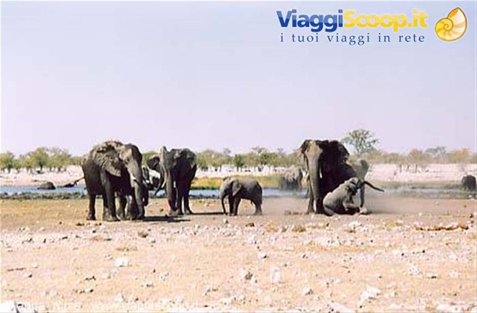 Elefanti nell'Etosha National Park