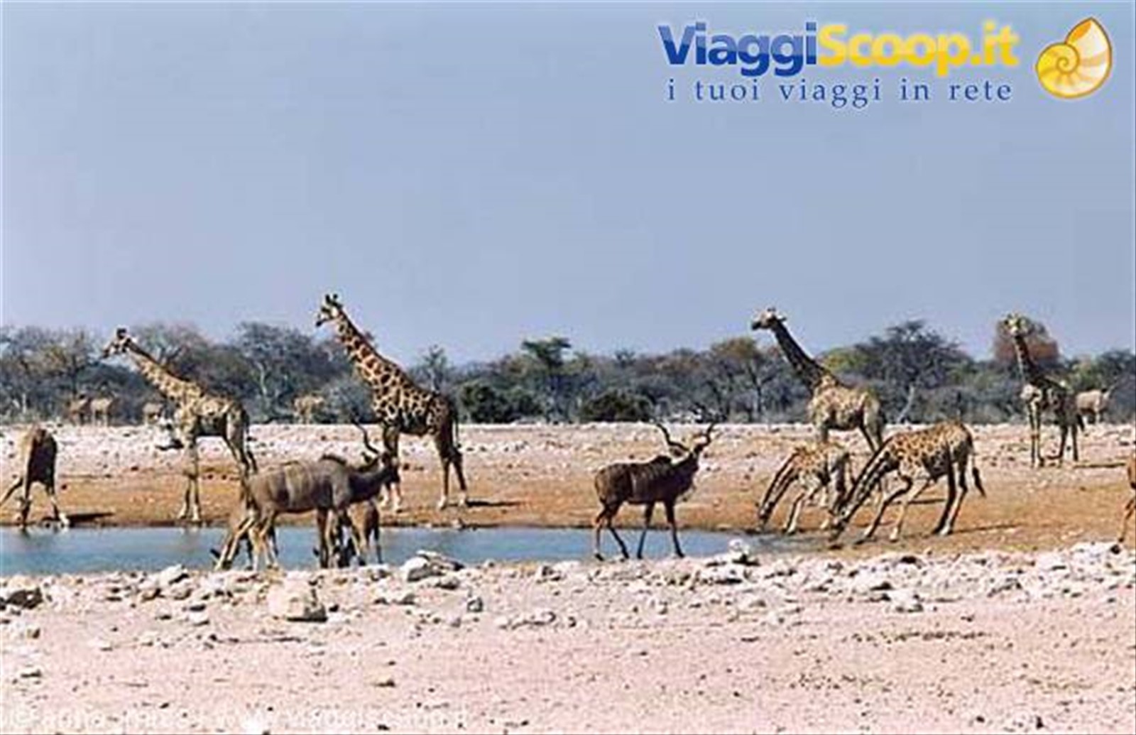 ffe, Kudu, etc. nell'Etosha National Park
