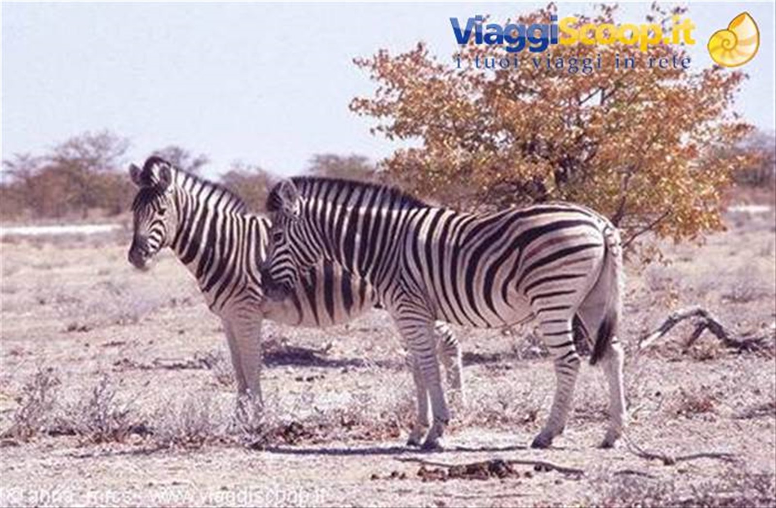Zebre all'Etosha National Park