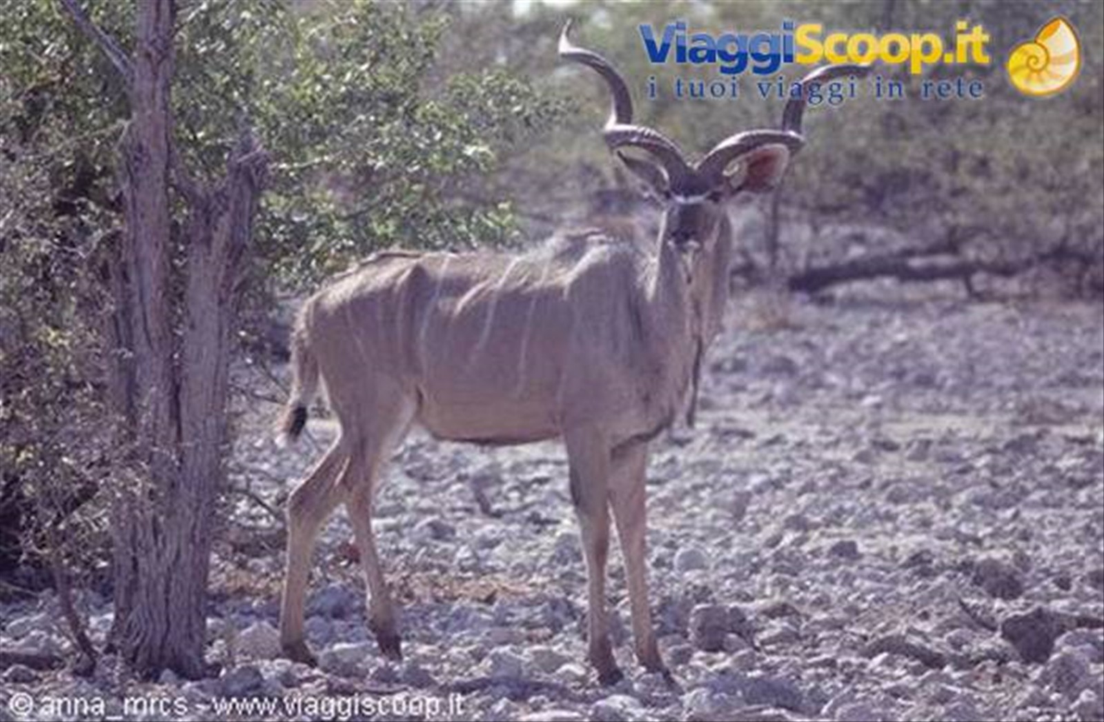 Kudu all'Etosha National Park