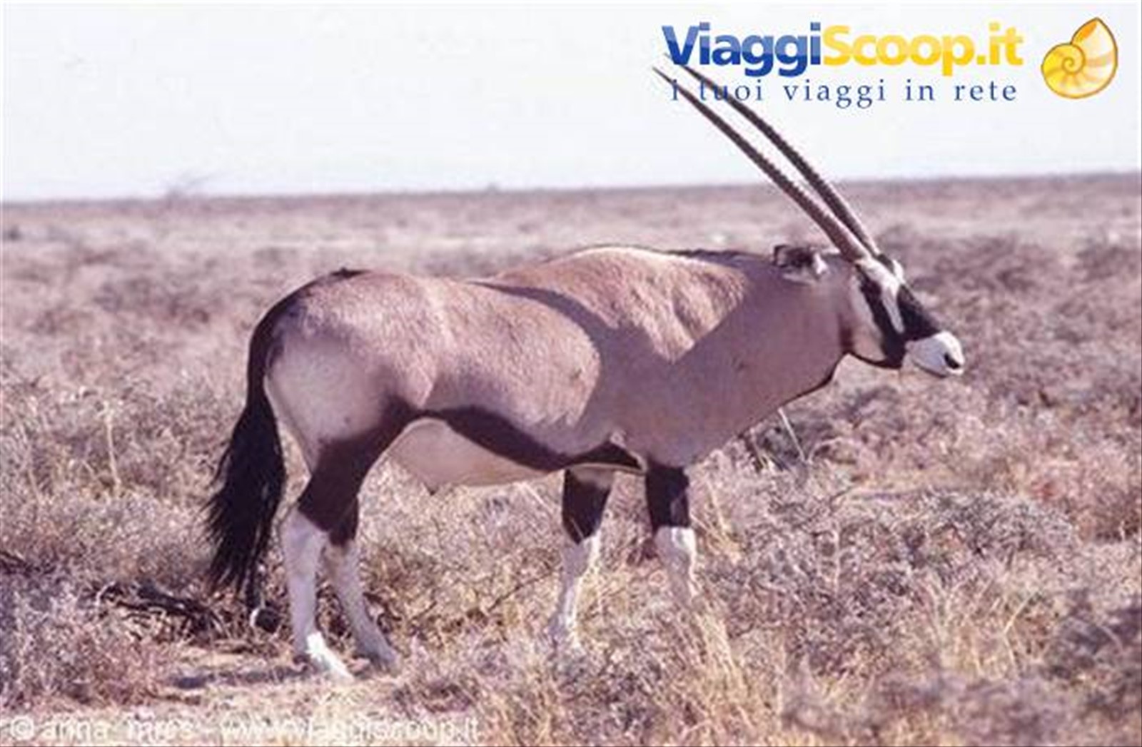 Orice all'Etosha National Park