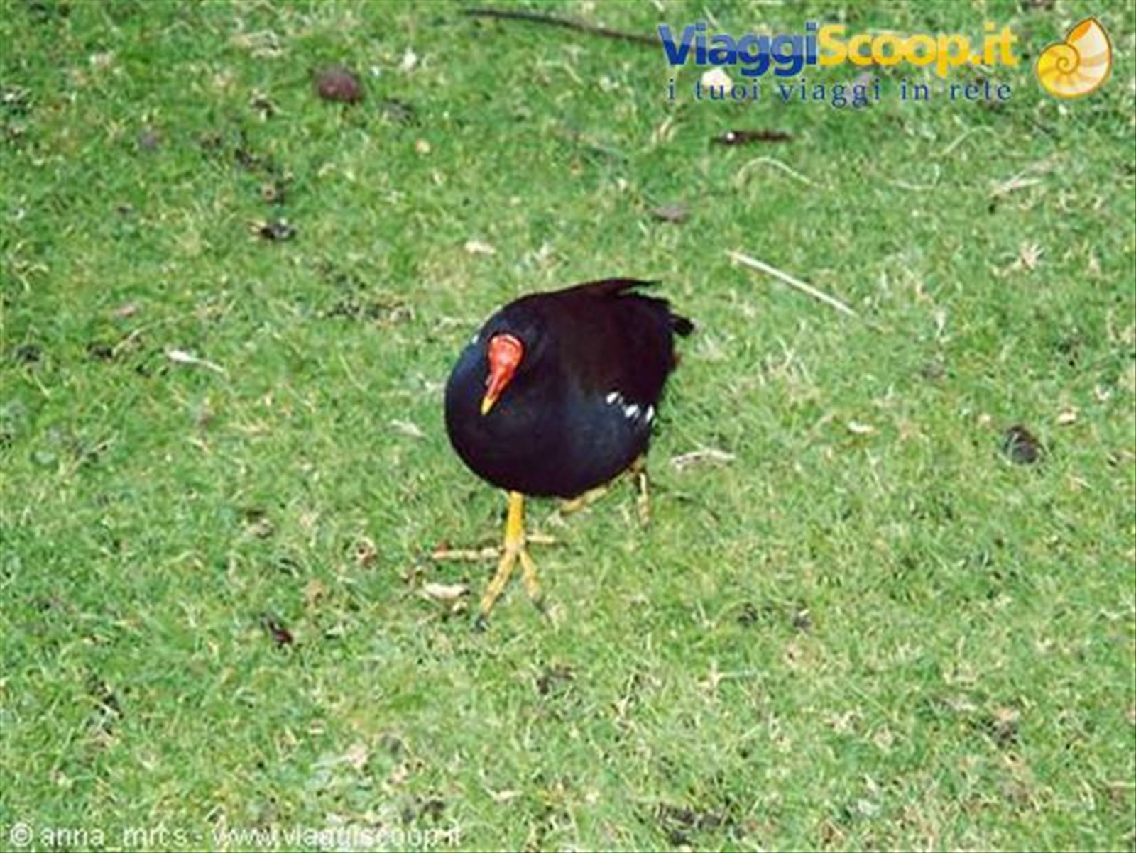 Esemplare di Gallinella