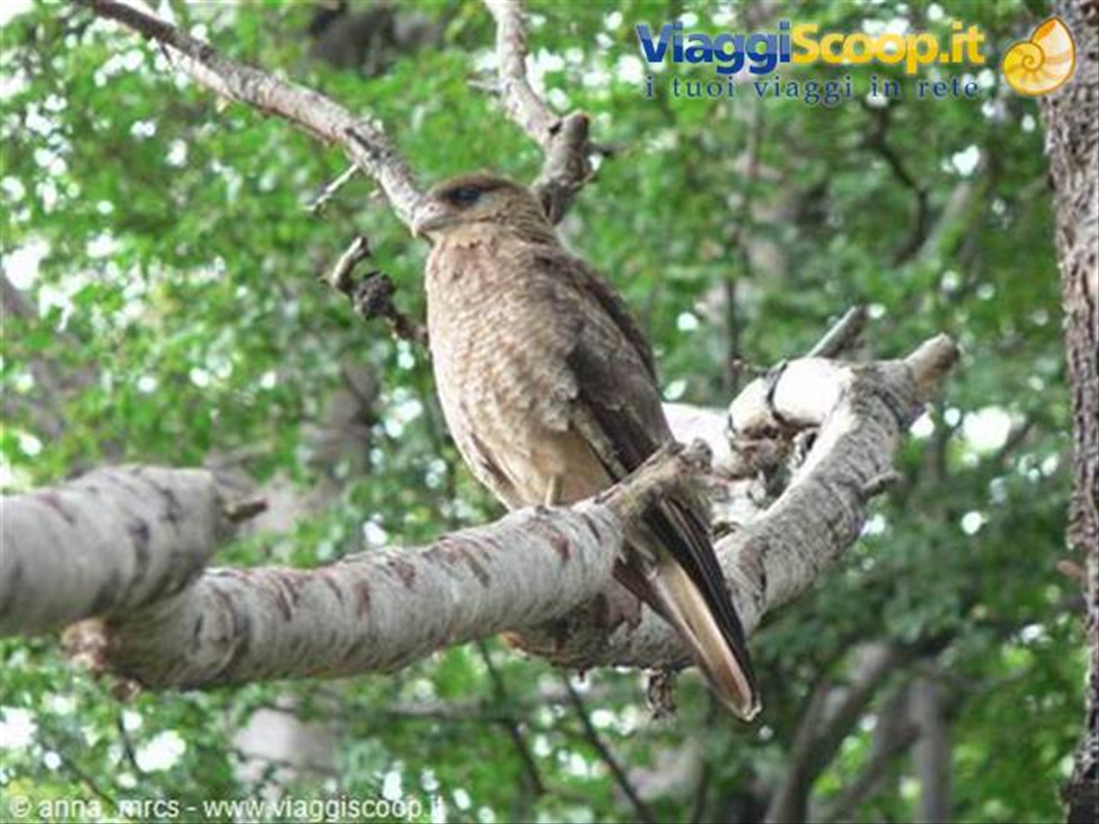 Caracara Chimanco