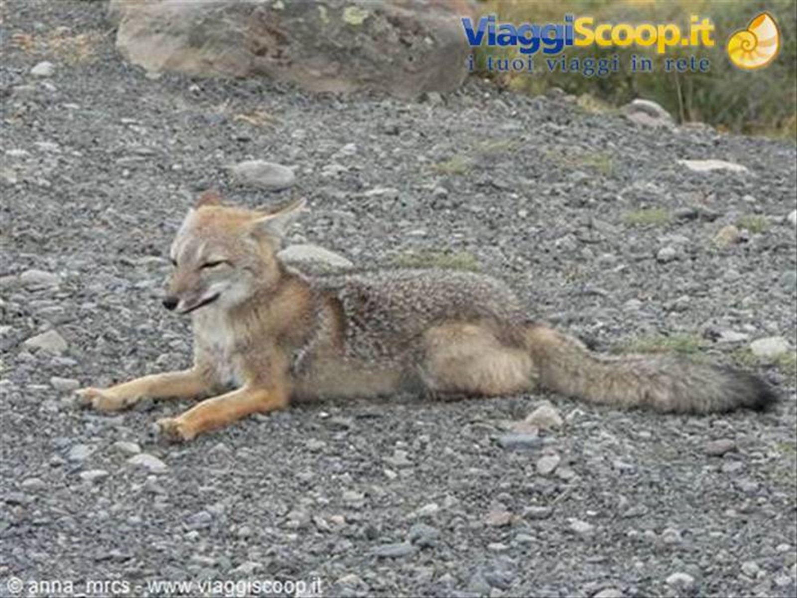 Volpe Patagonica