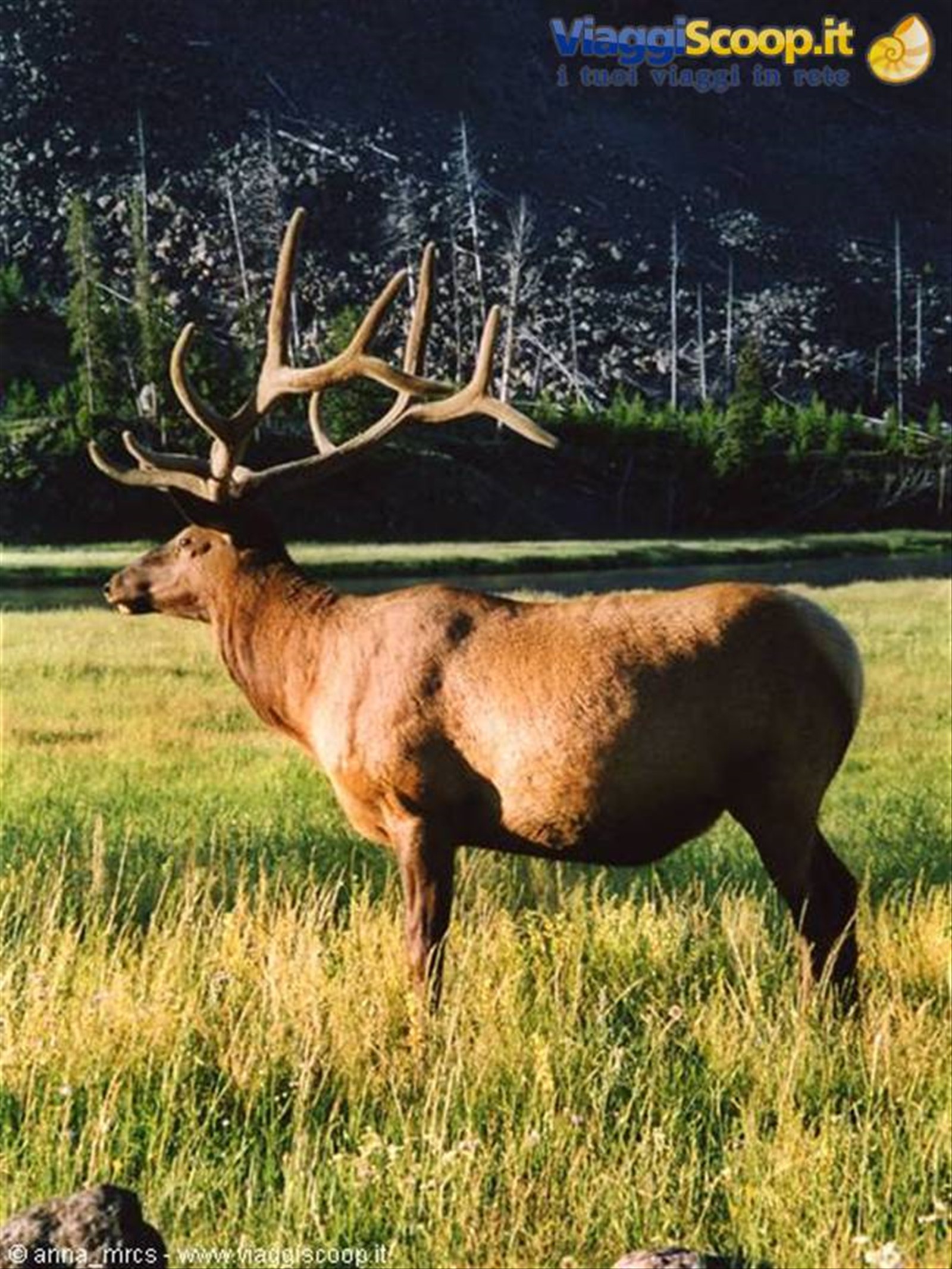 Wapiti