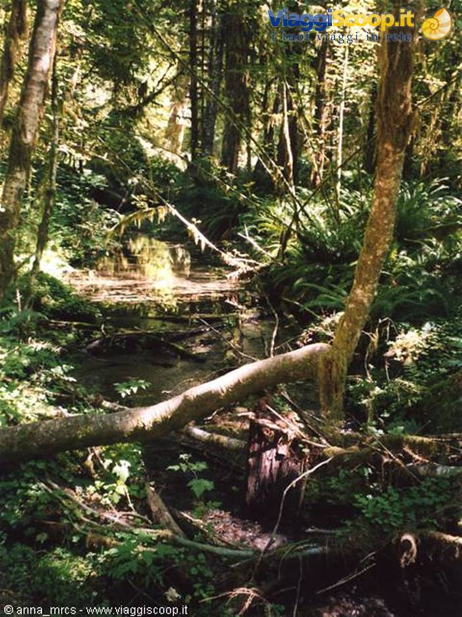 Hot Rain Forest (Olympic NP - WA)