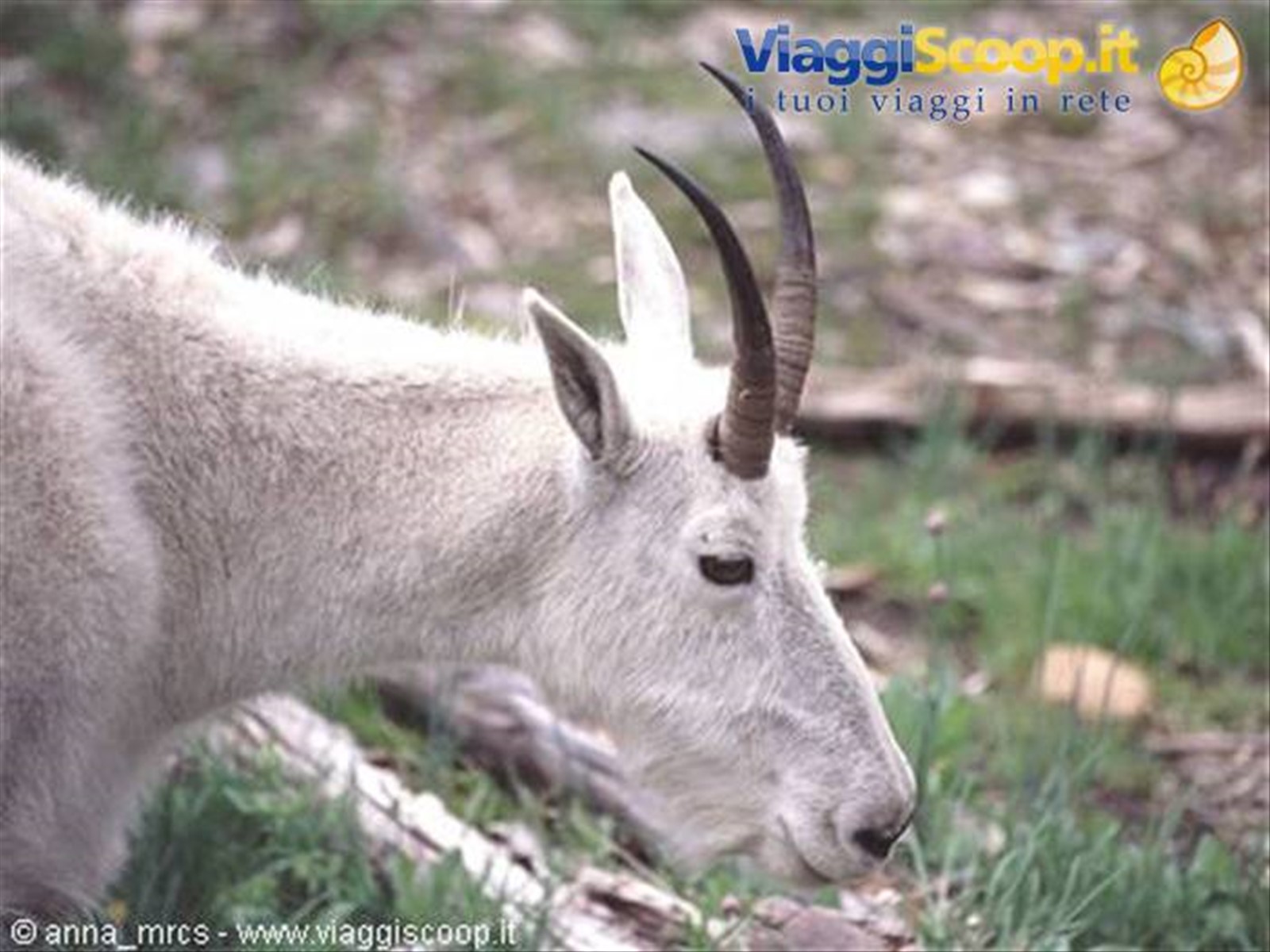 Mountain Goat