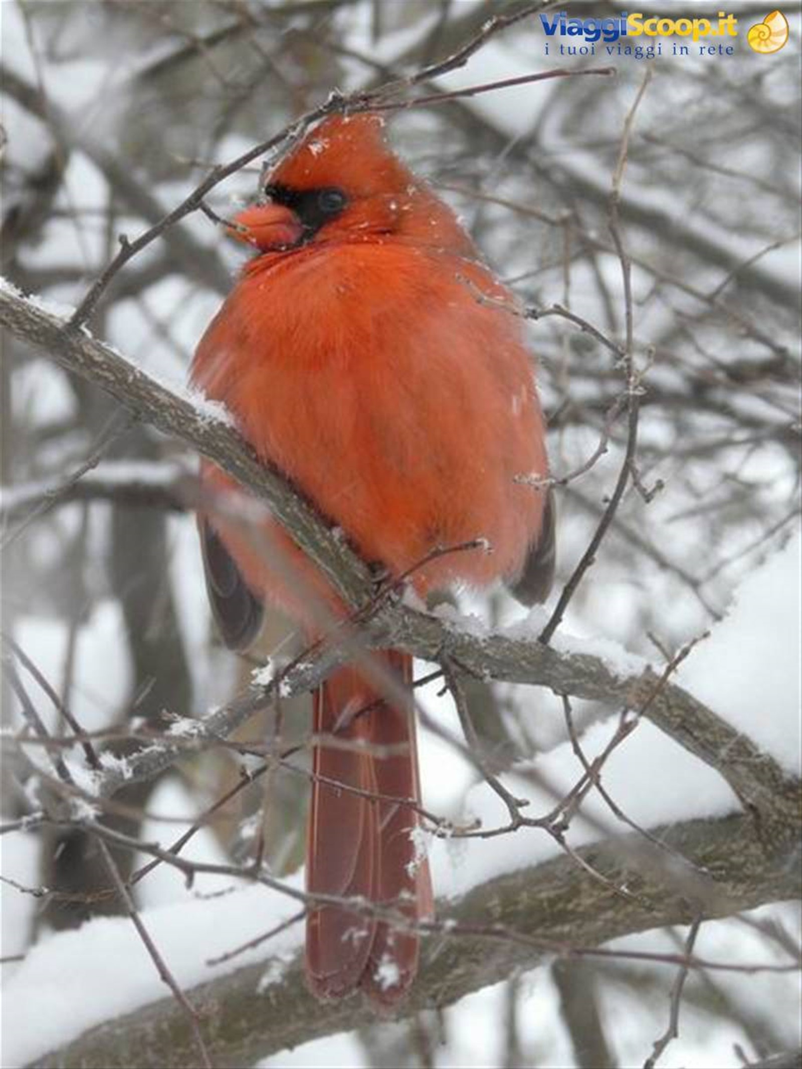 Northern cardinal -Central Park