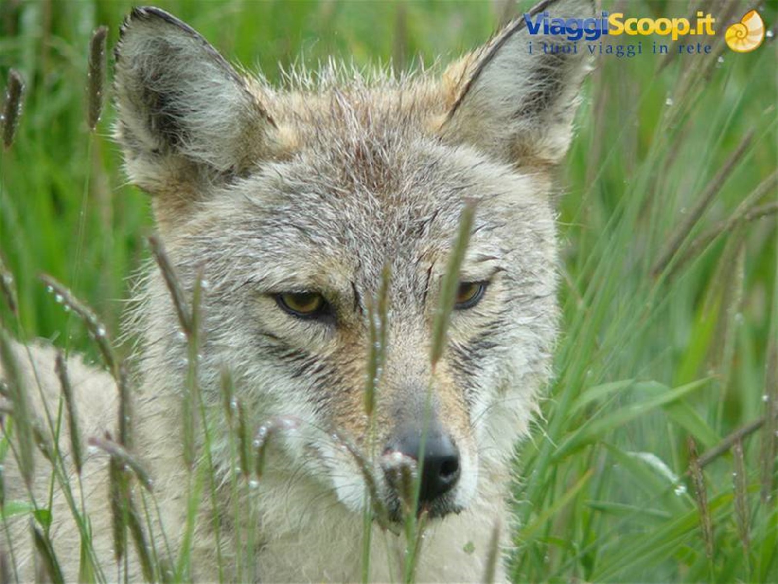 Coyote - Alaska Wildlife Conservation Centre