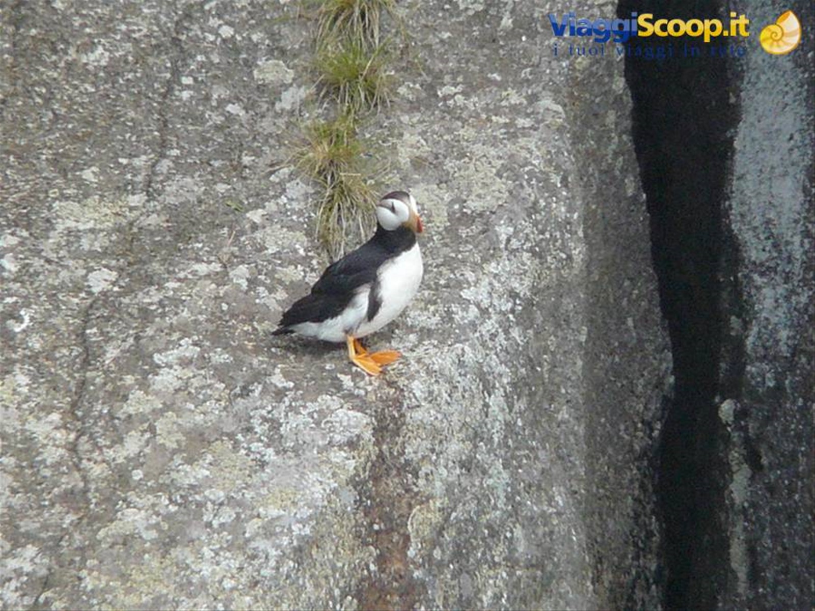 Pulcinella di Mare - Kenai Fjord National Park