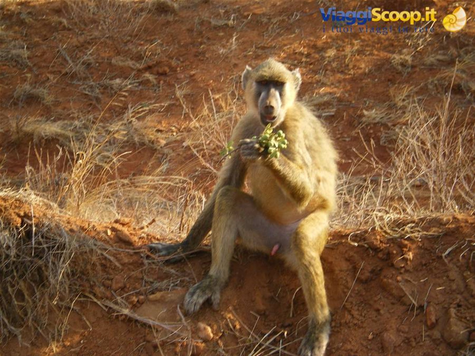Foto di viaggio in KENYA