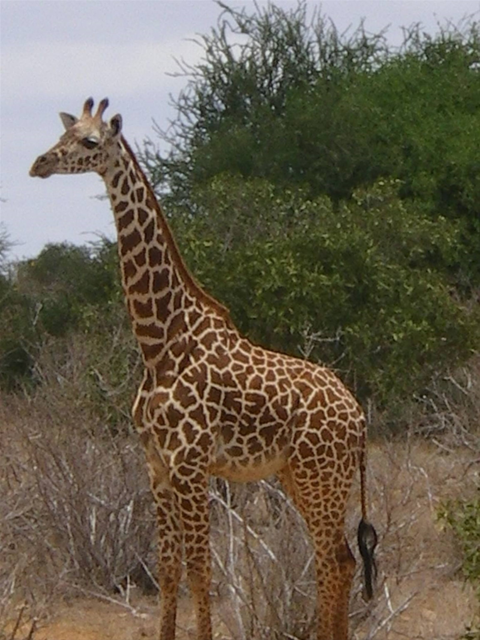 Foto di viaggio in KENYA