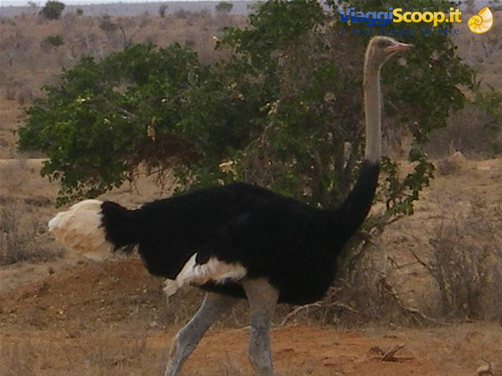 Foto di viaggio in KENYA