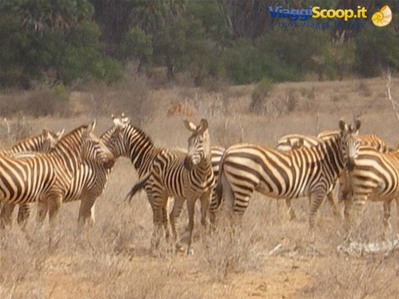 Foto di viaggio in KENYA