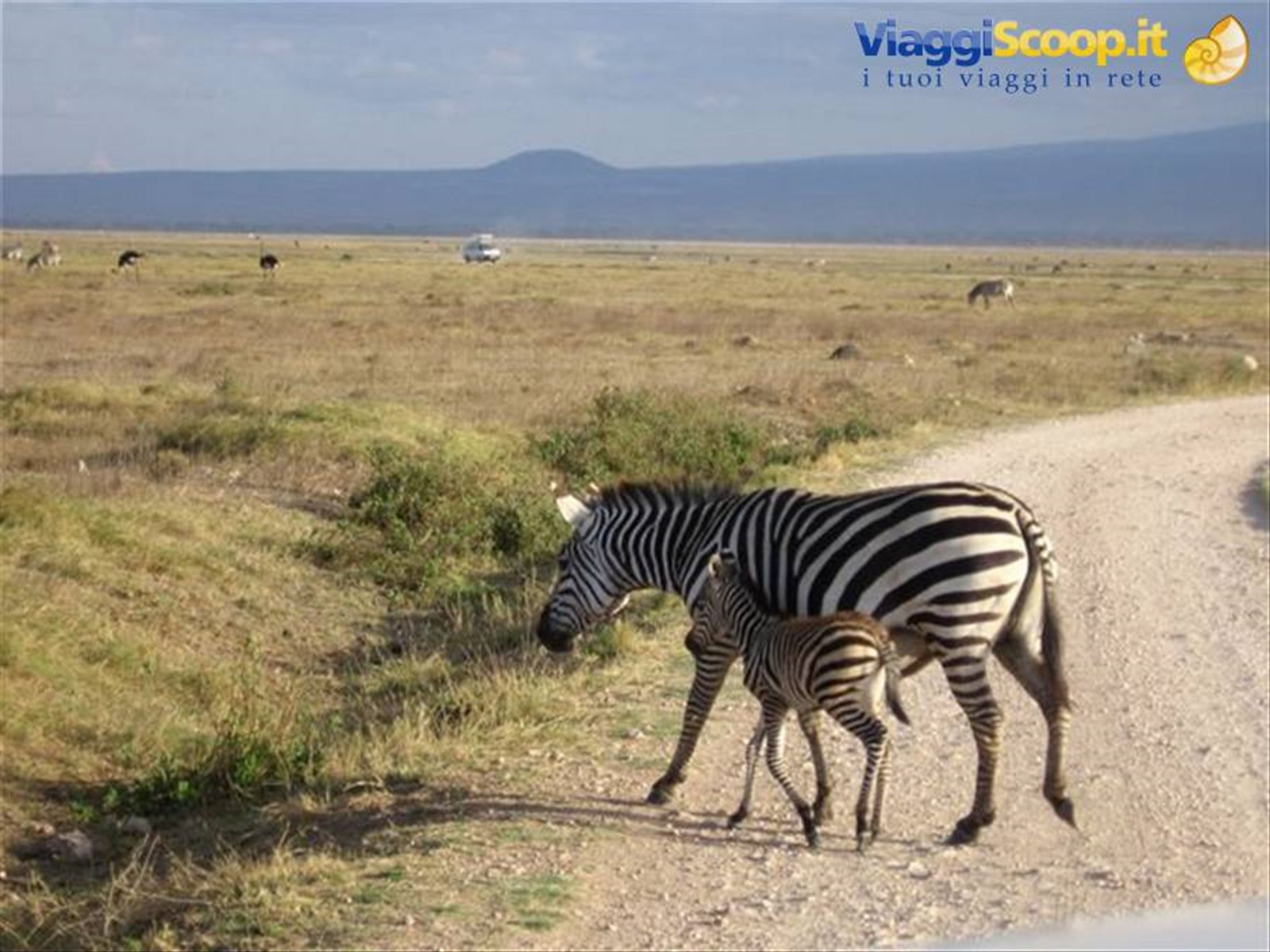 Masai Mara Zebra e zebretta...