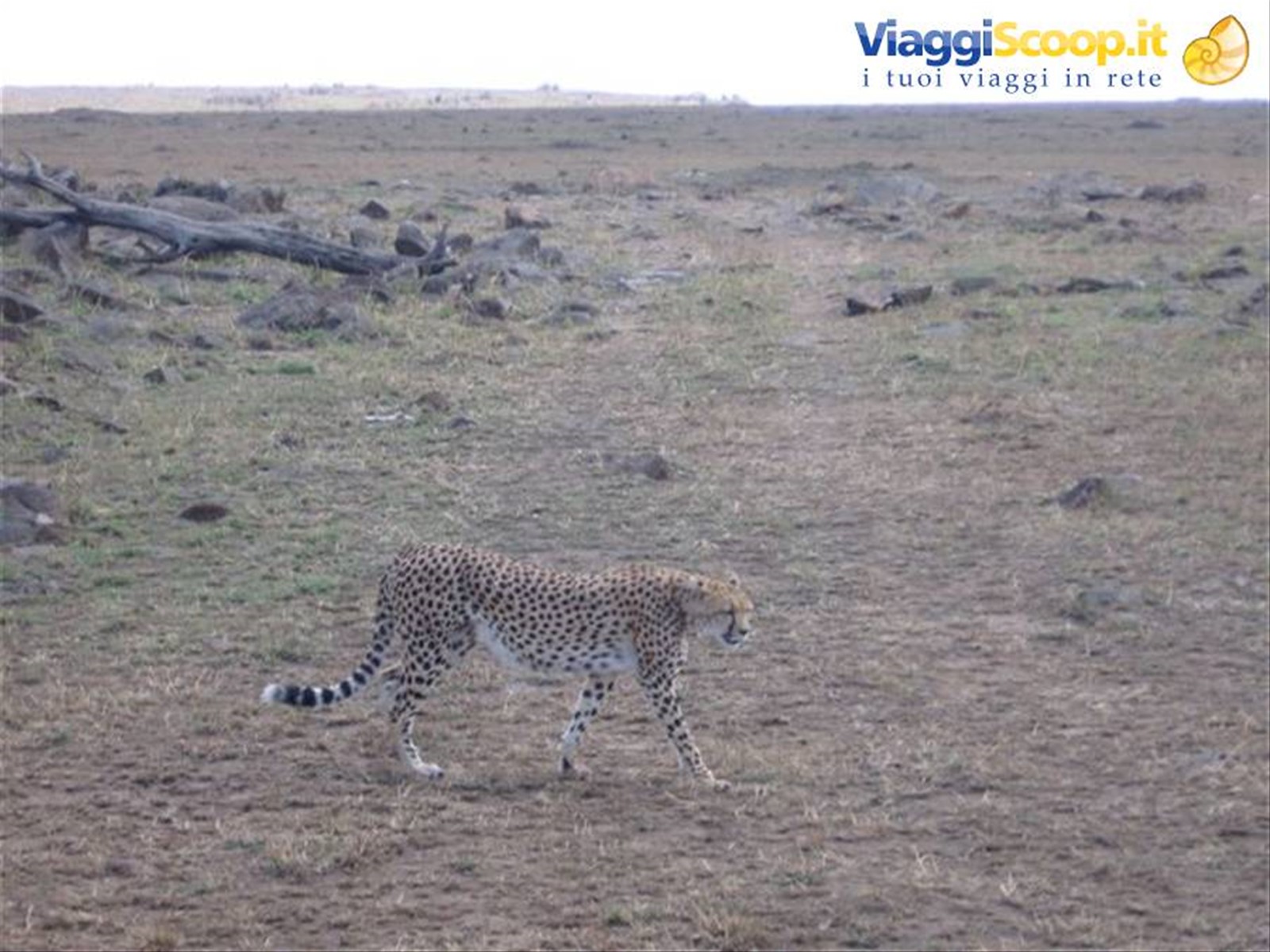 Ghepardo del Masai mara
