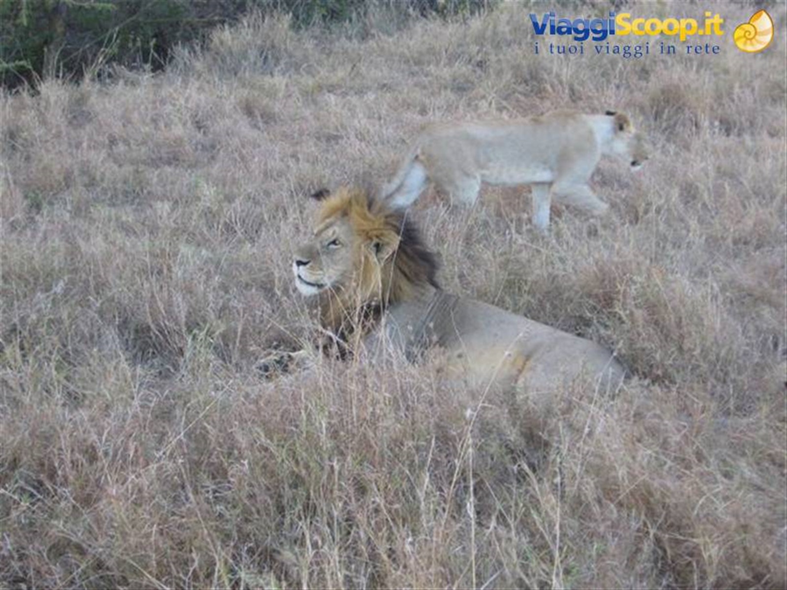 Leone e Leonessa del Masai Mara