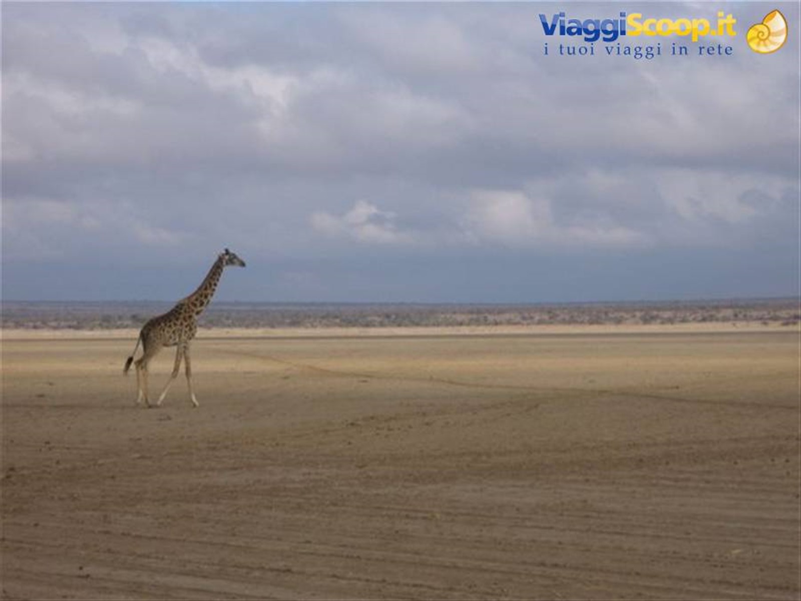 Giraffa al Masai mara