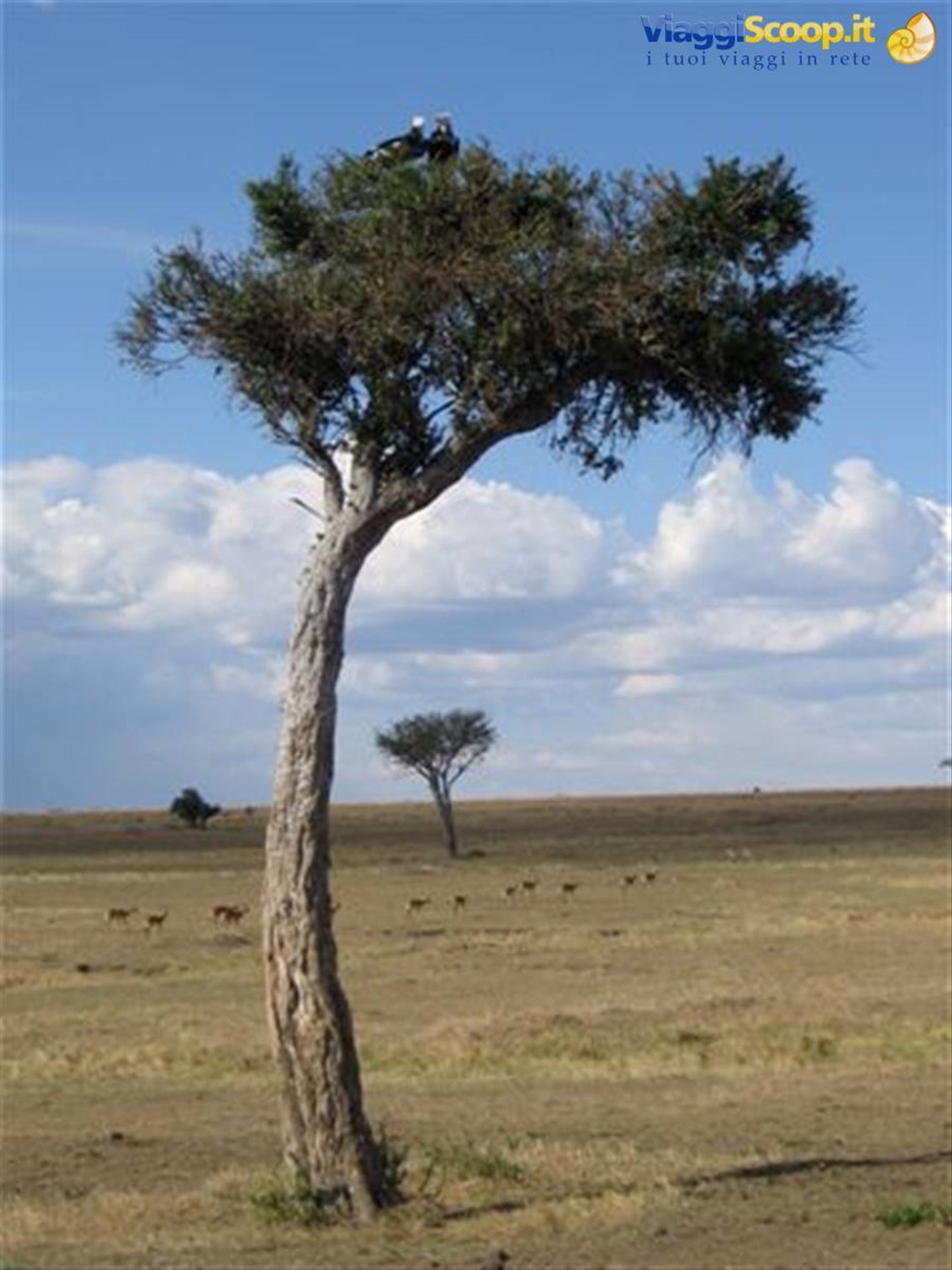 Alberi al Masai Mara