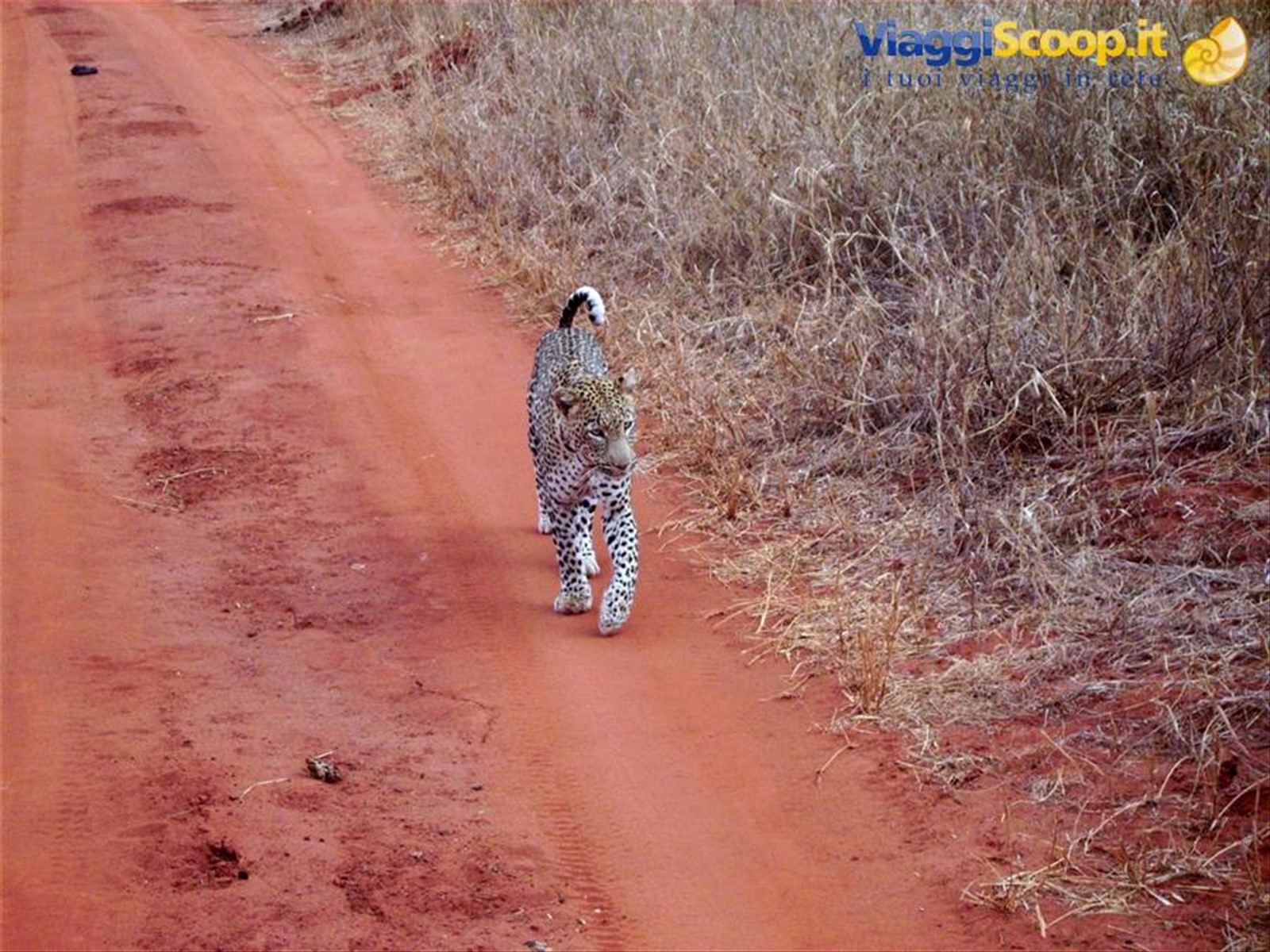 Leopardo