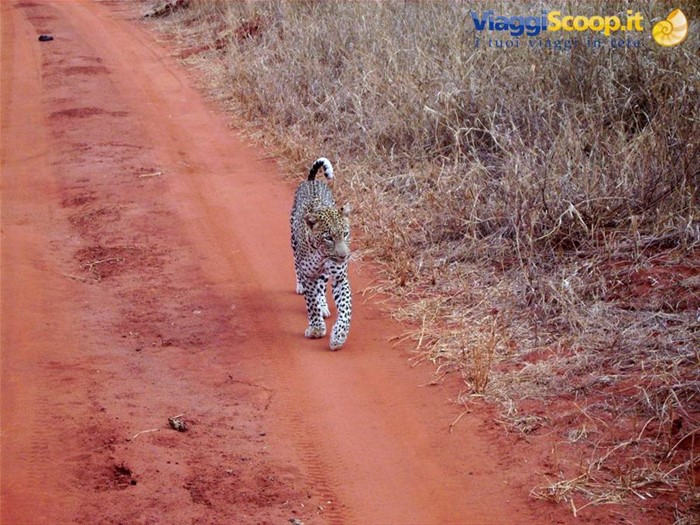 Leopardo