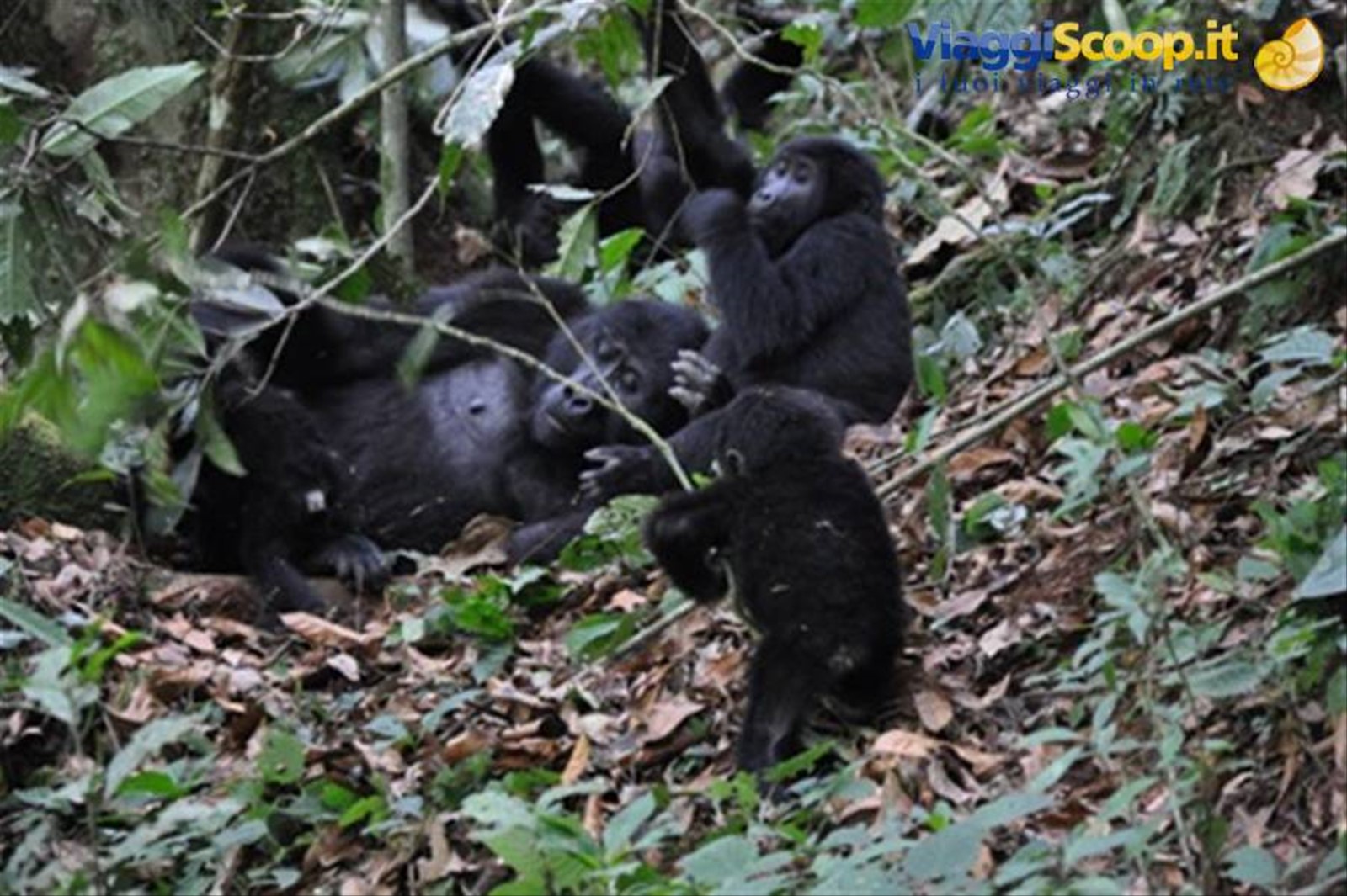 Tra i gorilla di montagna Bwindi NP