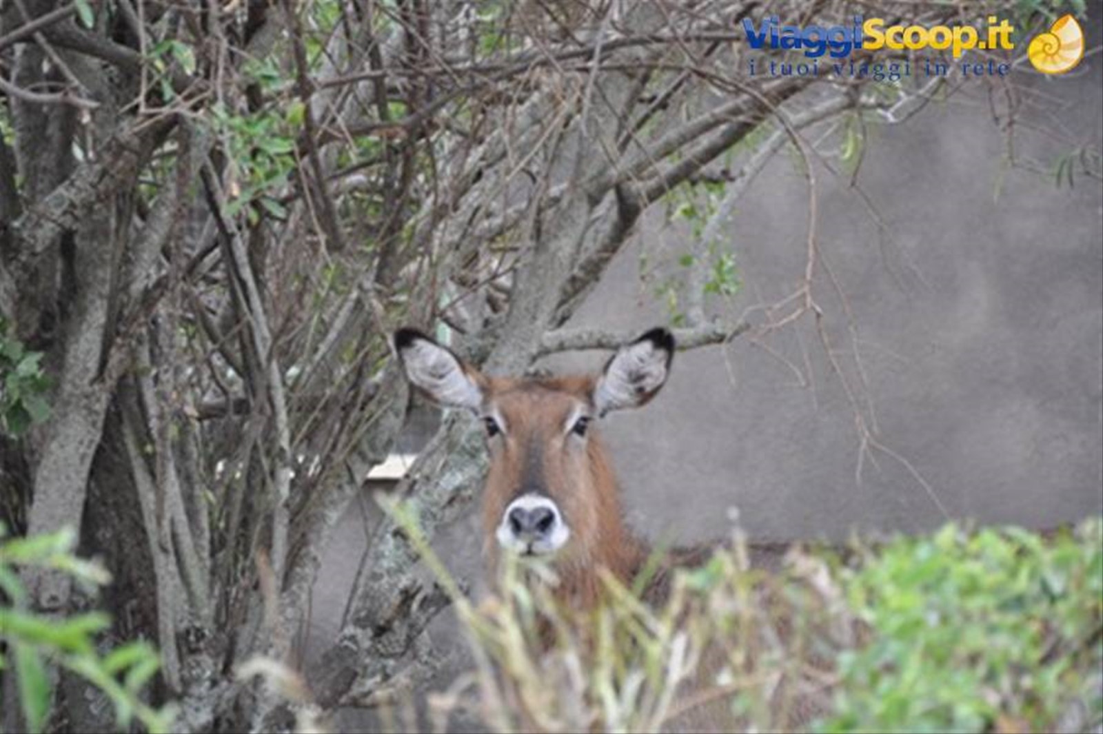 waterbuck queen elisabeth NP