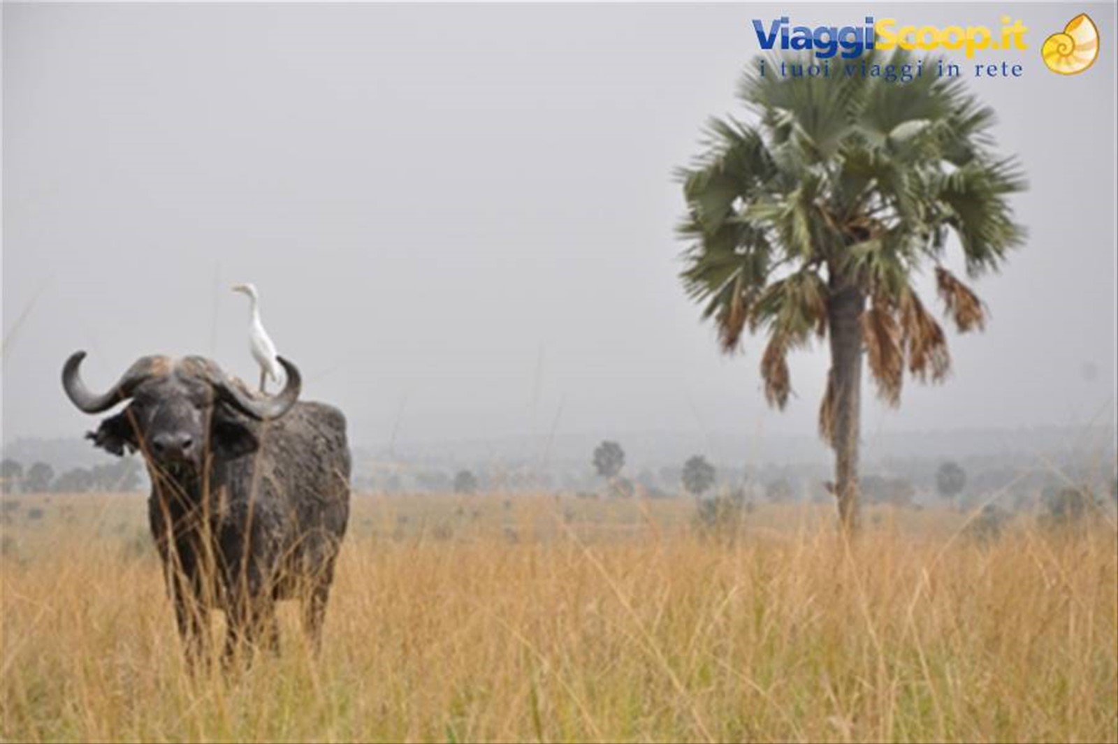 Murchison falls NP
