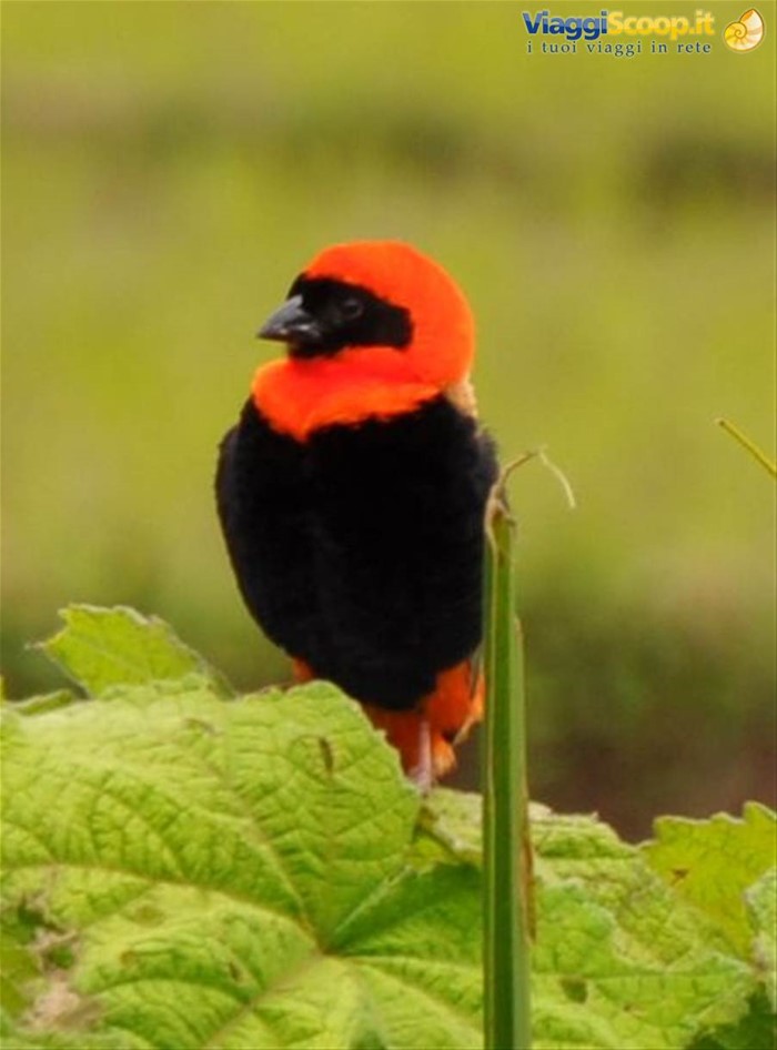 il cardinale