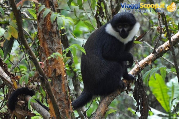 Foresta della Nyungwe, la scimmia di montagna