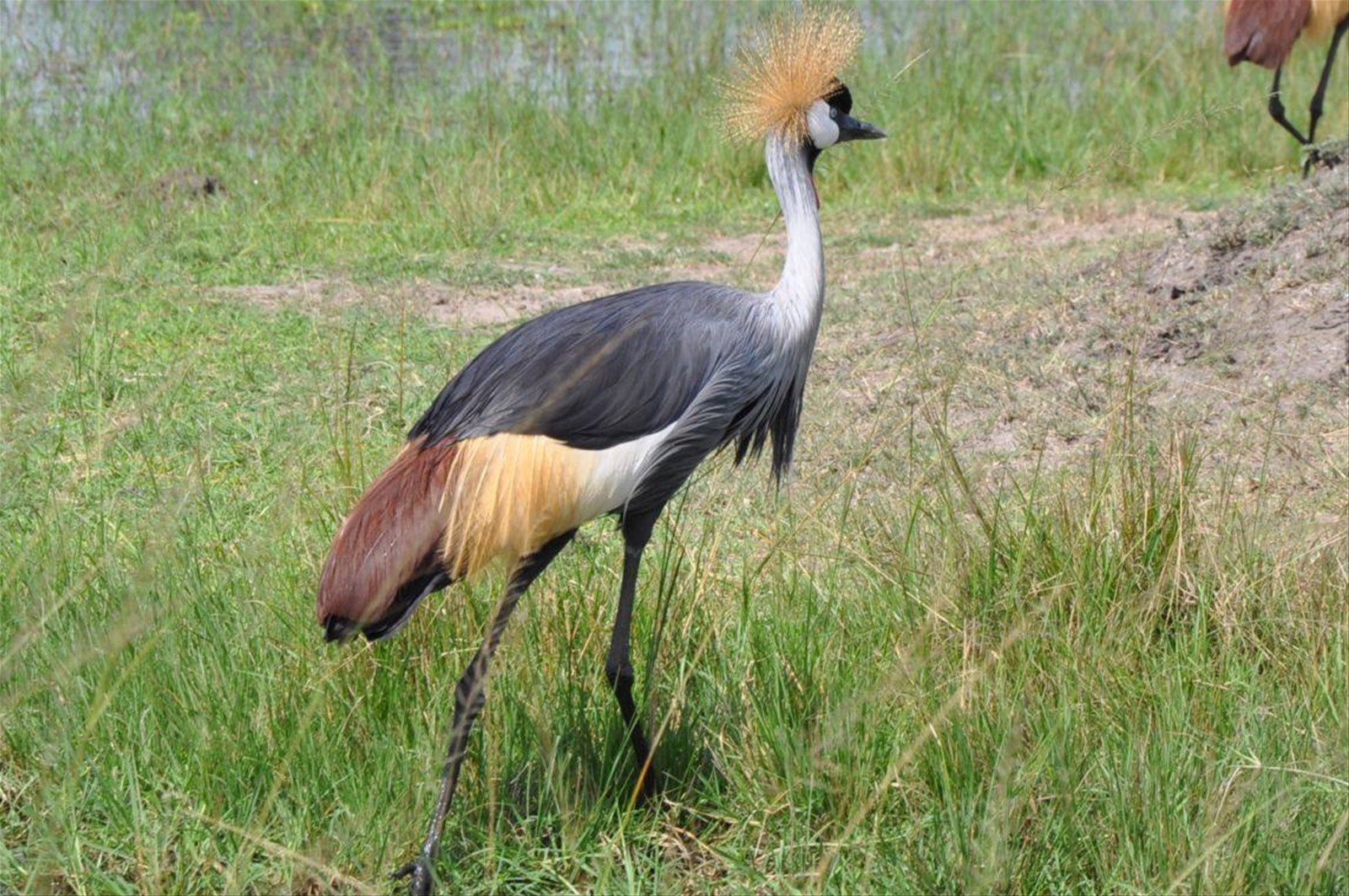 parco Akagera, gru coronata