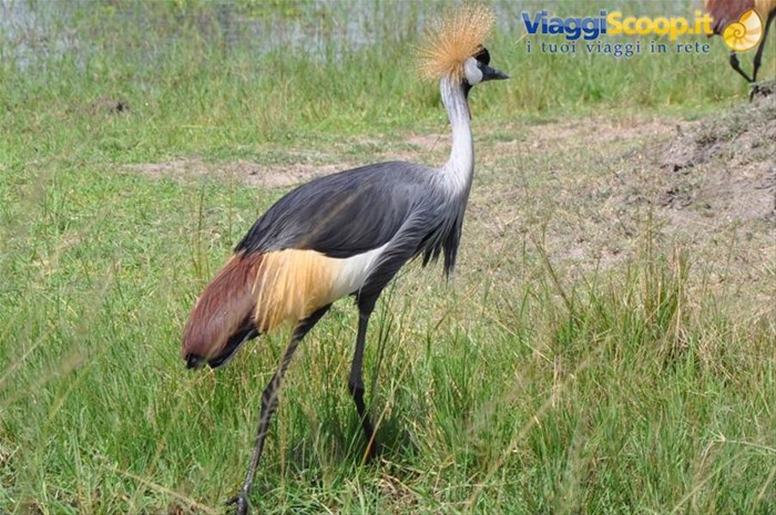 parco Akagera, gru coronata