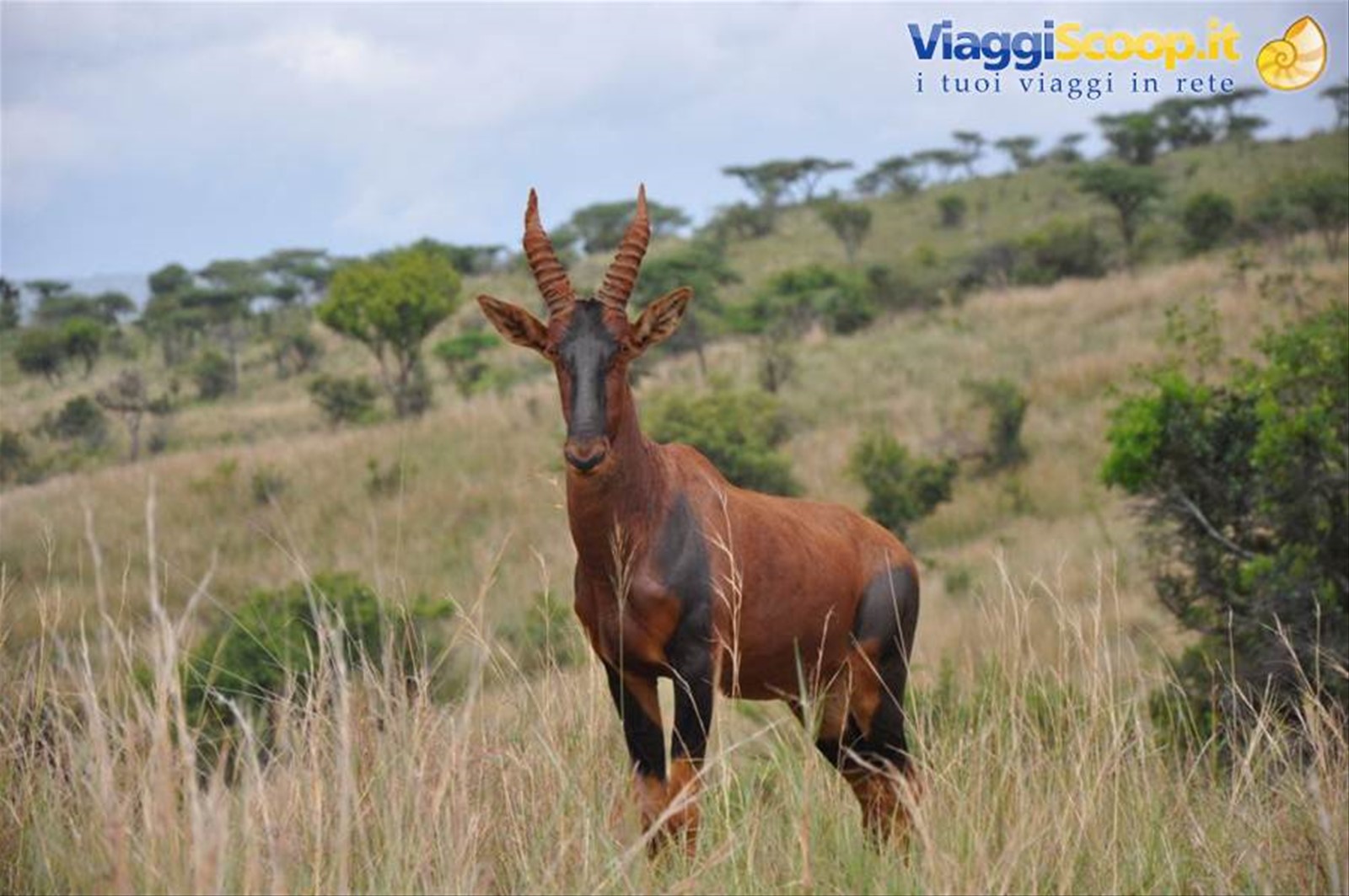 L'antilope di Roan, Akagera NP