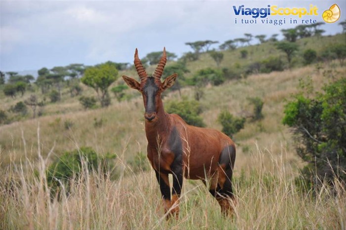 L'antilope di Roan, Akagera NP