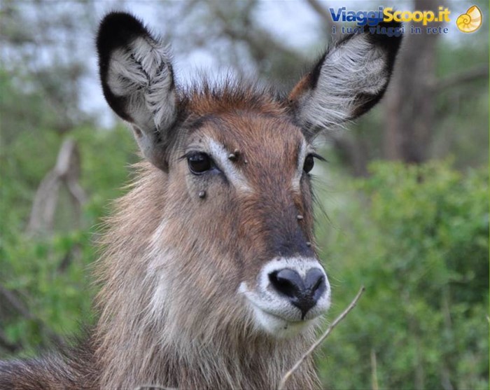 Waterbuck, Akagera NP