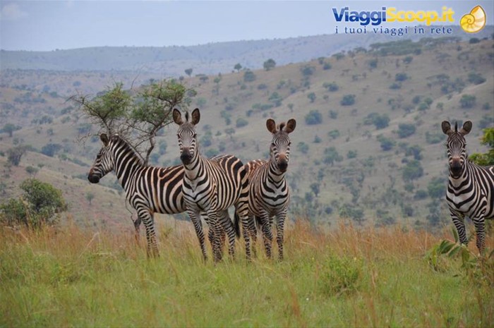 ... e non potevano mancare le zebre, Akagera NP