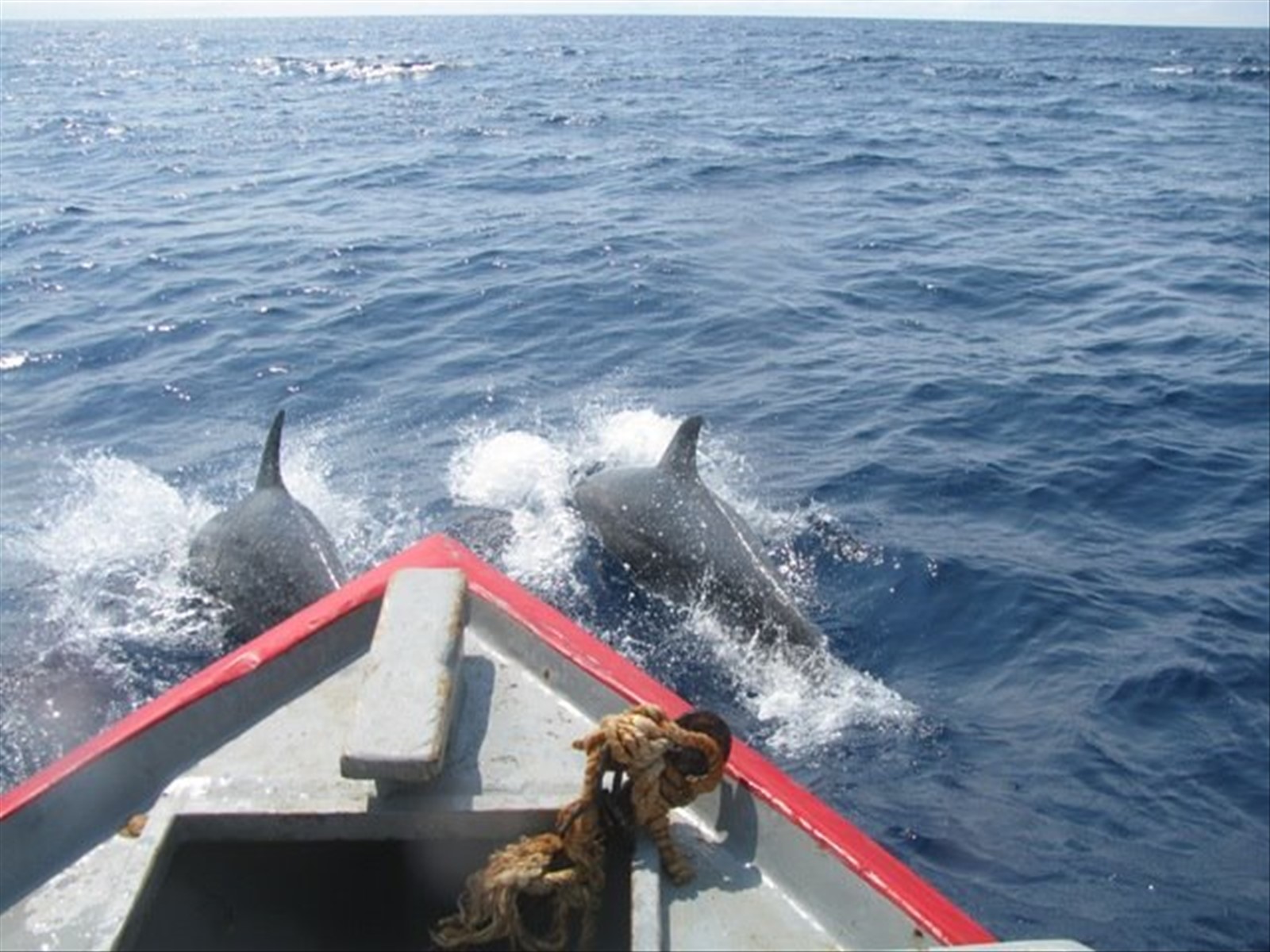 uscita in barca per l'avvistamento di delfini