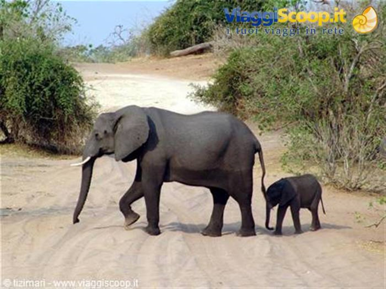 Parco del Chobe