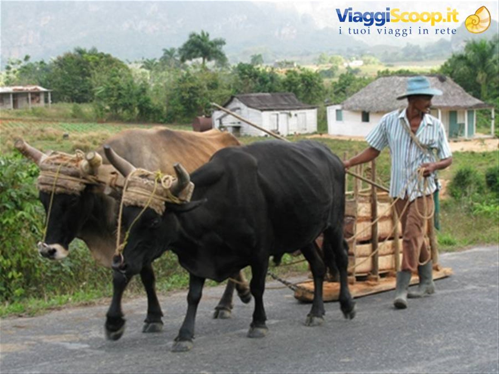 Vinales
