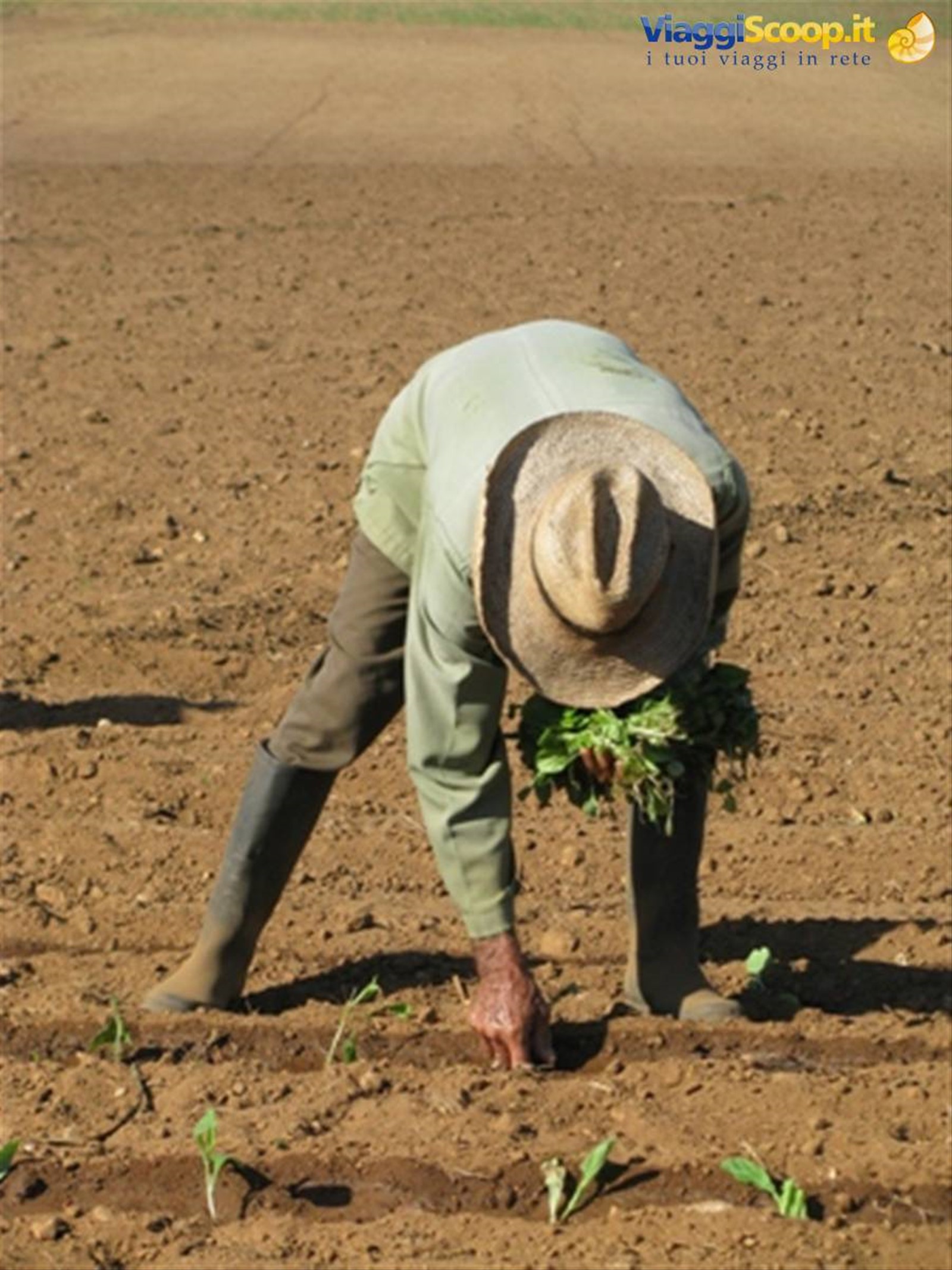 Pinar del Rio