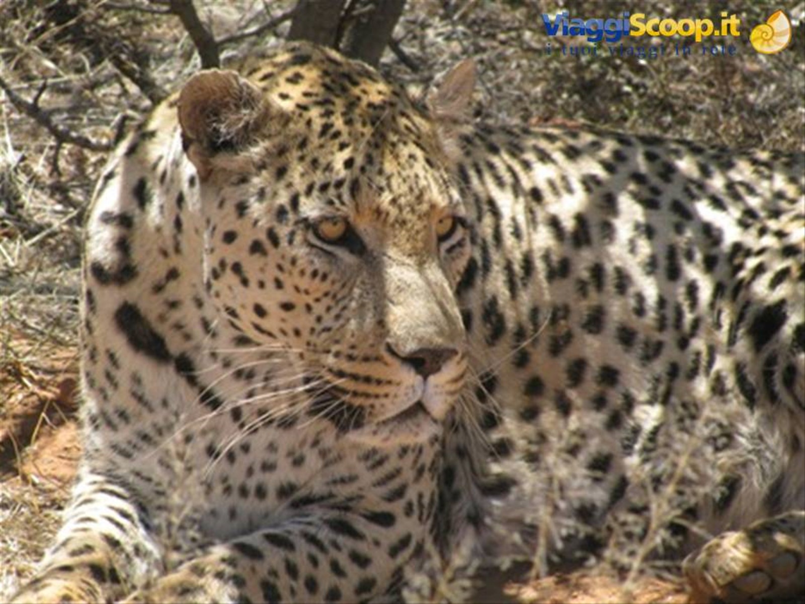 Leopardo