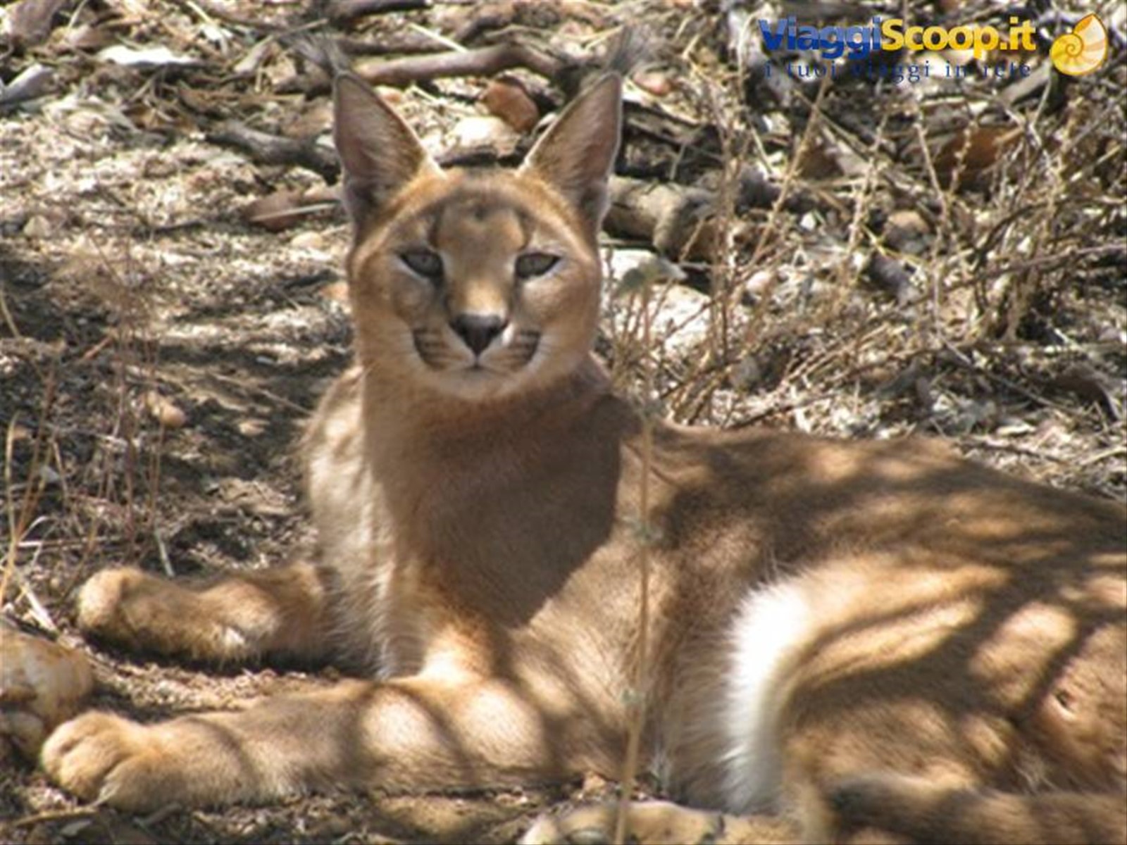 caracal
