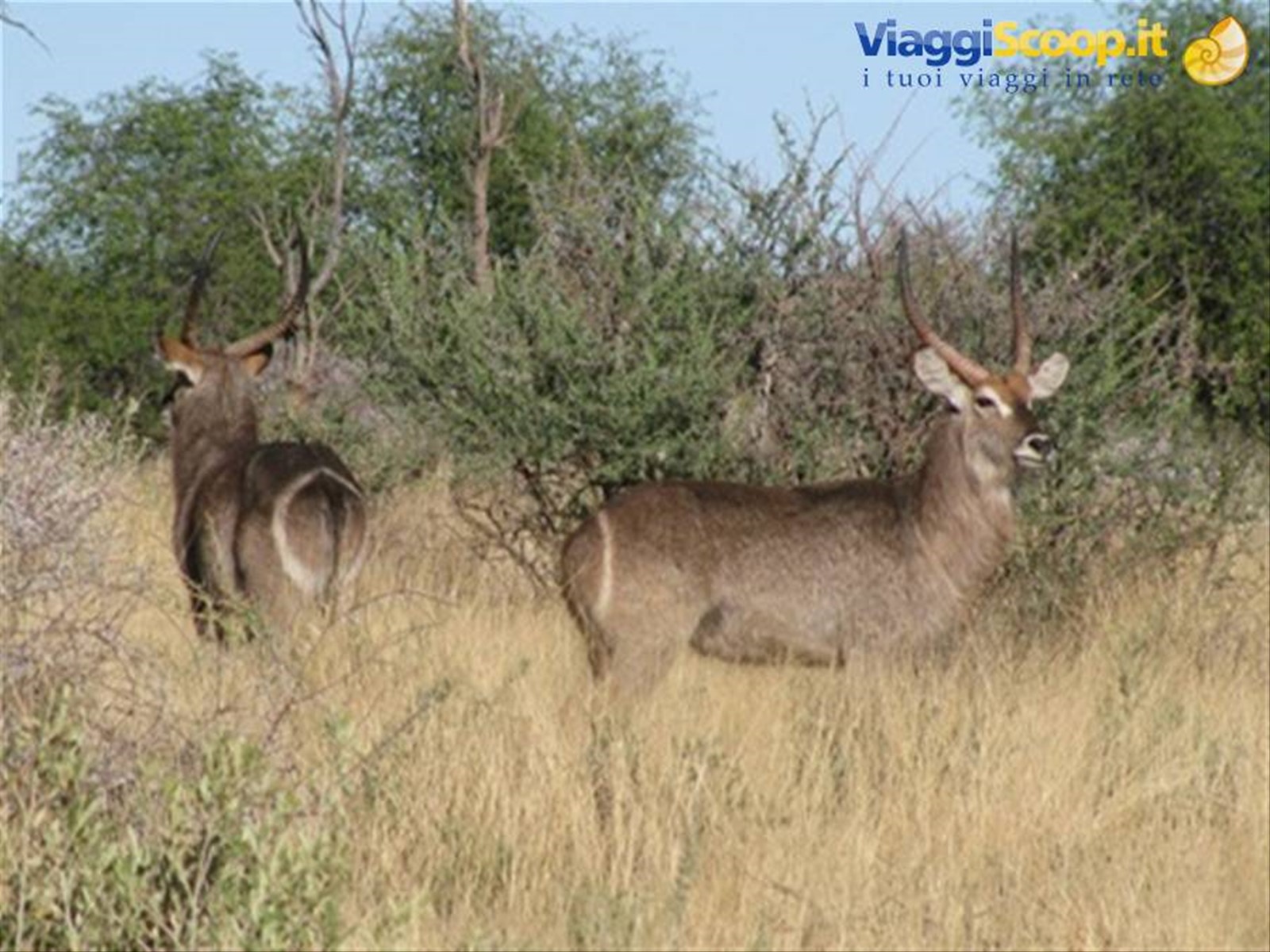 waterbuk o antilope d'acqua