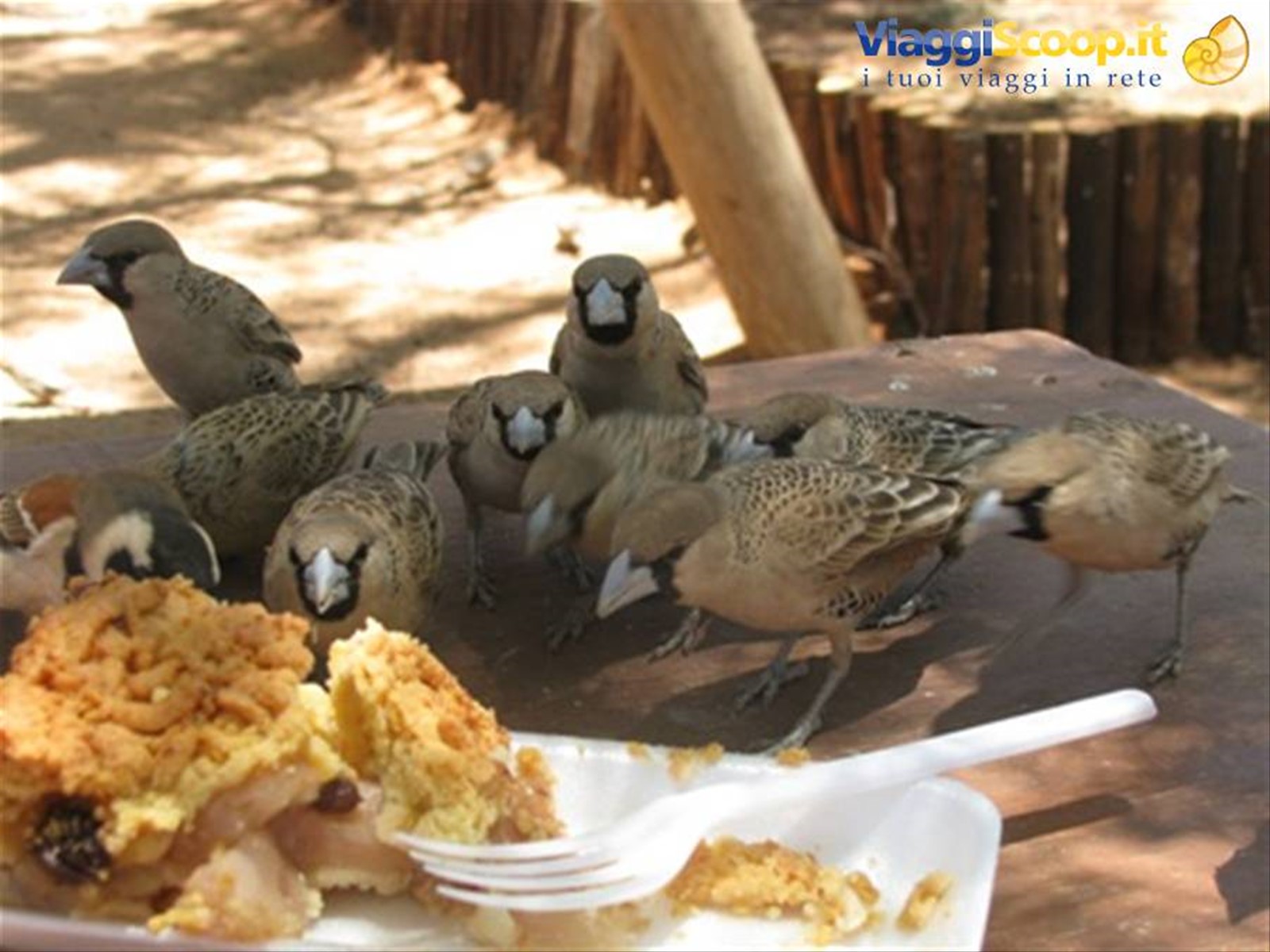 compagni di merenda a Solitaire