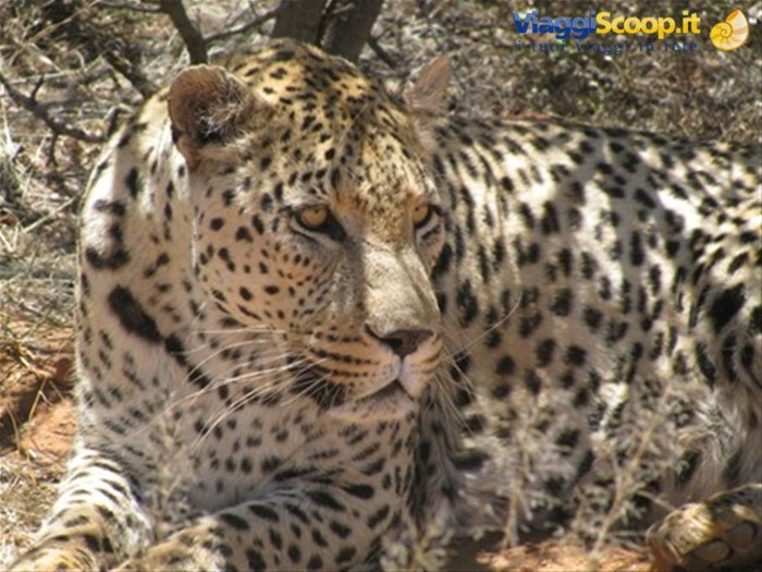 Na an ku se - Leopardo