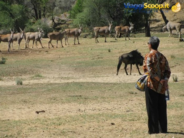 a piedi nel Daan Viljoen Game Park